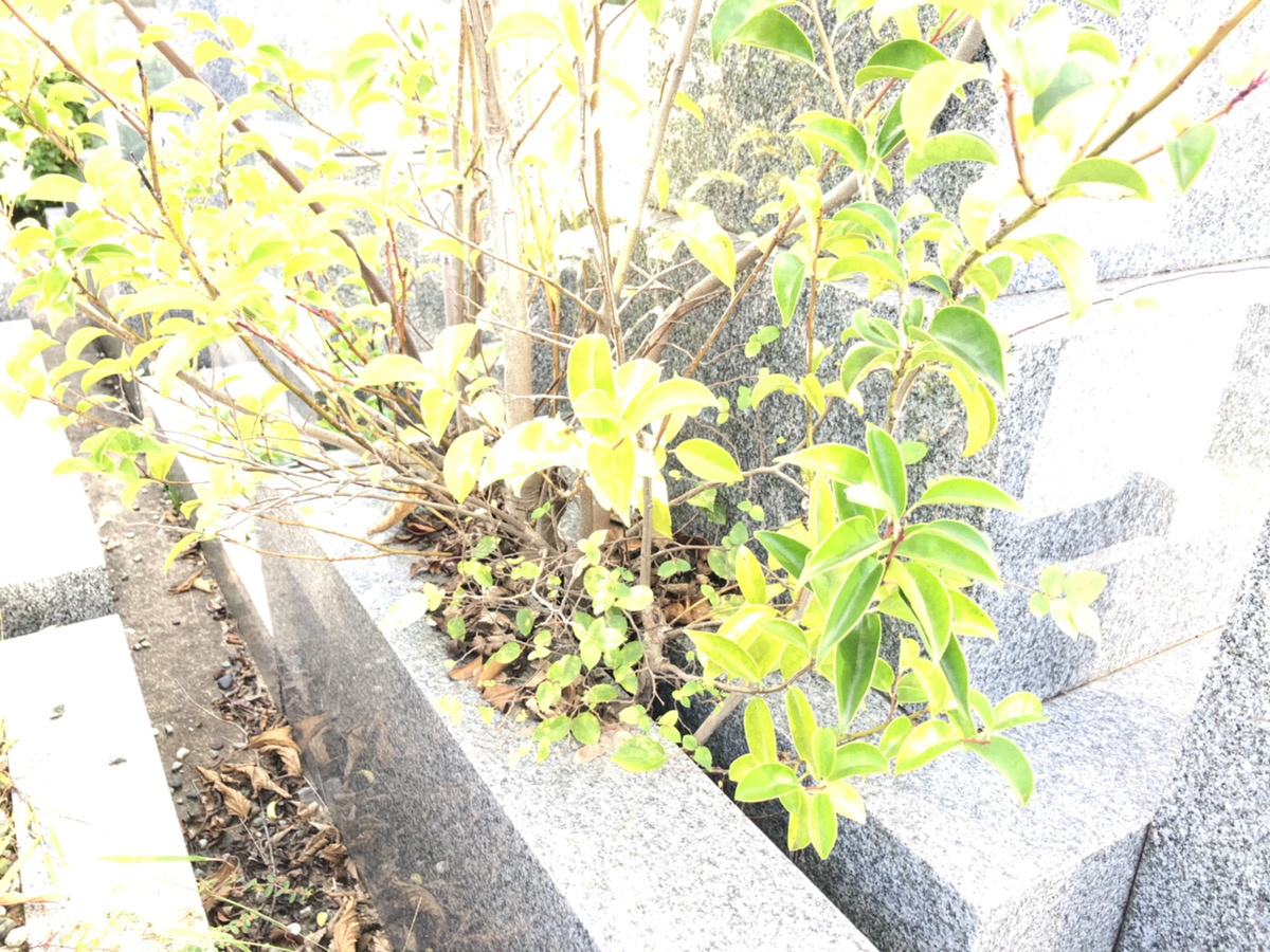 植物の力は墓石もうごかしてしまう！？ 石高石材｜名古屋市、愛知県の墓石・お墓のご相談承ります